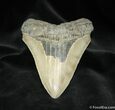 Megalodon Tooth With Stand #727-2